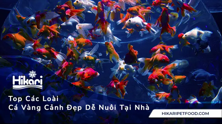 Các Loại Cá Vàng: Cẩm Nang Từ A-z Cho Người Mới Bắt Đầu