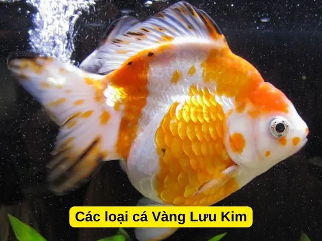 Các Loại Cá Vàng Lưu Kim, Cá Vàng Gù (ryukin)