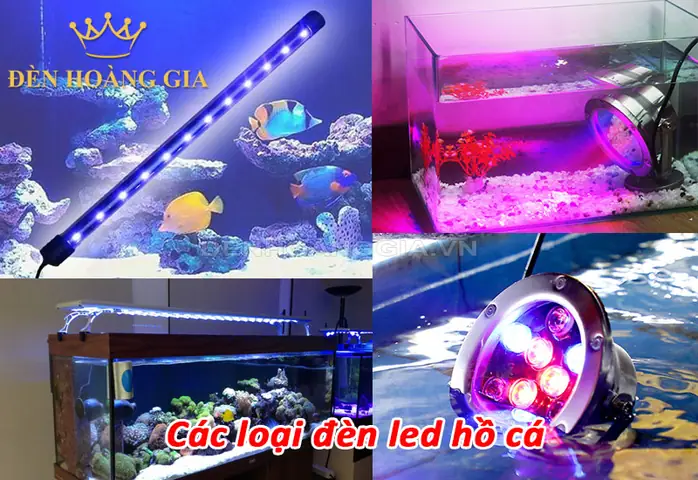 Các Loại Đèn Bể Cá: Hướng Dẫn Toàn Tập Từ Cơ Bản Đến Chuyên Sâu