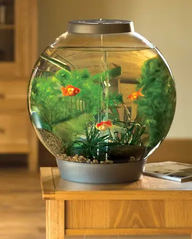 Bể Cá Cảnh Tròn