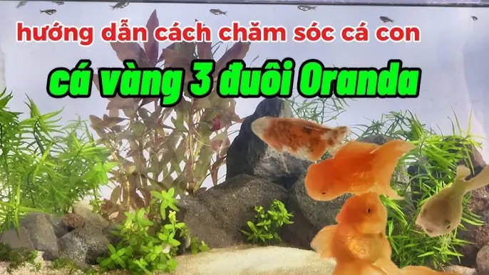Hướng Dẫn Chi Tiết Cách Ấp Trứng Cá Vàng Từ A Đến Z