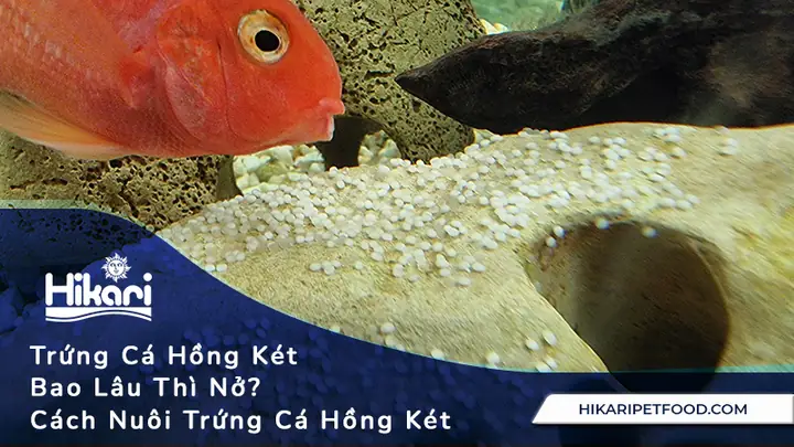 Hướng Dẫn Chi Tiết Cách Ấp Trứng Cá Vàng Từ A Đến Z