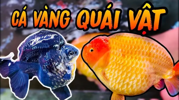 Hướng Dẫn Chi Tiết Cách Ấp Trứng Cá Vàng Từ A Đến Z