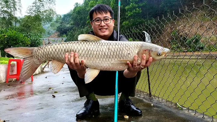 Cách Câu Cá Trắm Cỏ