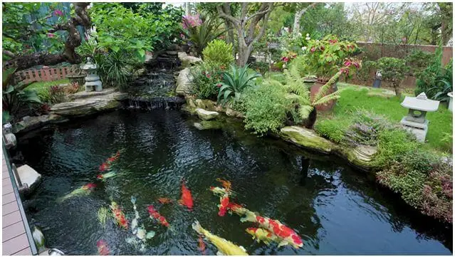Thiết Kế Hồ Cá Koi