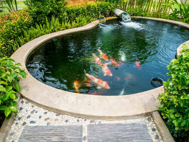 Giới Thiệu Về Hồ Cá Koi Mini