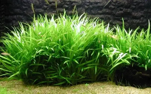 Cách Chăm Sóc Cây Cỏ Nhật Trong Bể Cá Thủy Sinh