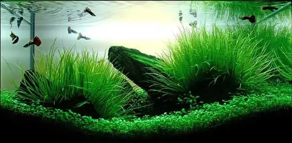 Đặc Điểm Của Cây Cỏ Nhật
