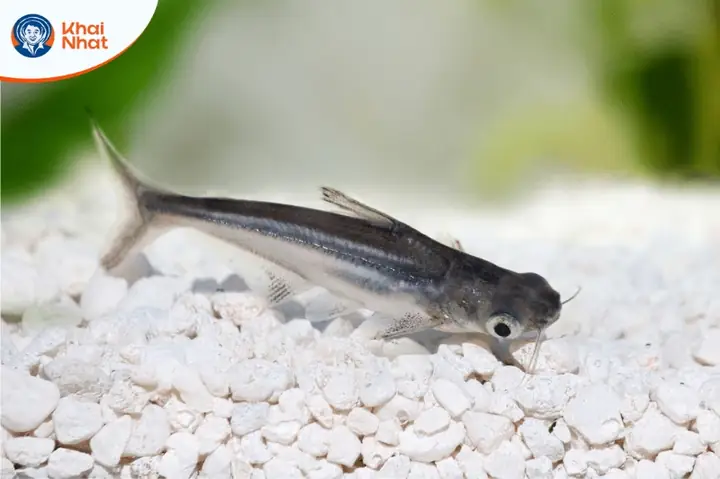 Cách Cho Cá Bột Ăn Artemia: Hướng Dẫn Từ A-z