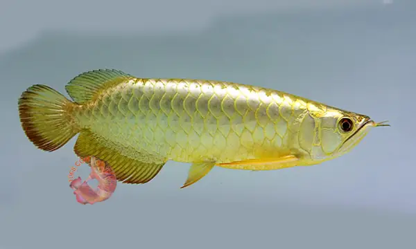 Hướng Dẫn Chọn Cá Huyết Long Chuẩn Đẹp, Màu Đỏ Như Máu Khi Trưởng Thành