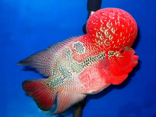 Do Gen Di Truyền