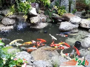 Chống Thấm Hồ Cá