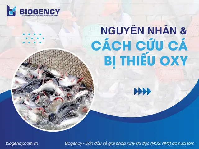 Nguyên Nhân, Cách Cứu Cá Bị Thiếu Oxy