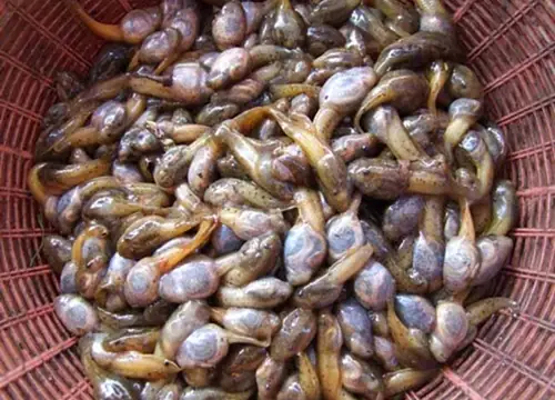 Nguyên Nhân Gây Hao Sát Nòng Nọc Ếch Trong Mùa Mưa