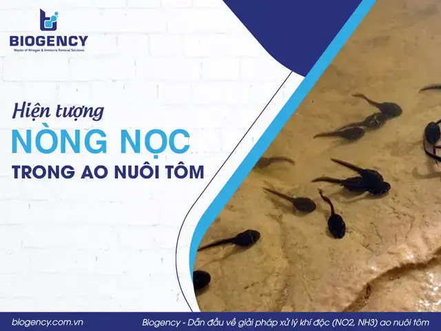 Vì Sao Nòng Nọc Trở Thành Vấn Đề Nghiêm Trọng Trong Hồ Cá Cảnh?