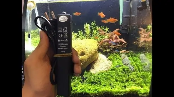 Cách Chọn Máy Sưởi Bể Cá Cảnh.