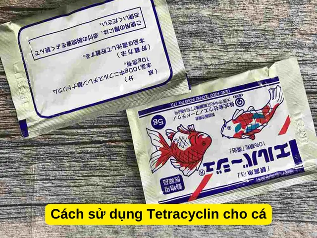 Cách Sử Dụng Tetracyclin Cho Cá
