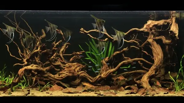 Gỗ Driftwood – Phương Pháp Làm Giảm Ph Trong Hồ Cá Rồng