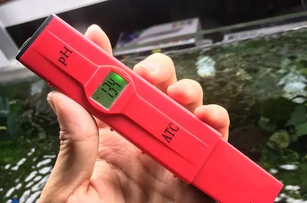 Độ Ph Lý Tưởng Cho Hồ Cá Rồng Là Bao Nhiêu?