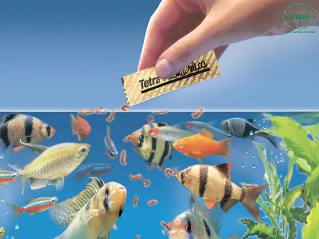 Cách Giữ Ấm Cho Cá Cảnh Vào Mùa Đông
