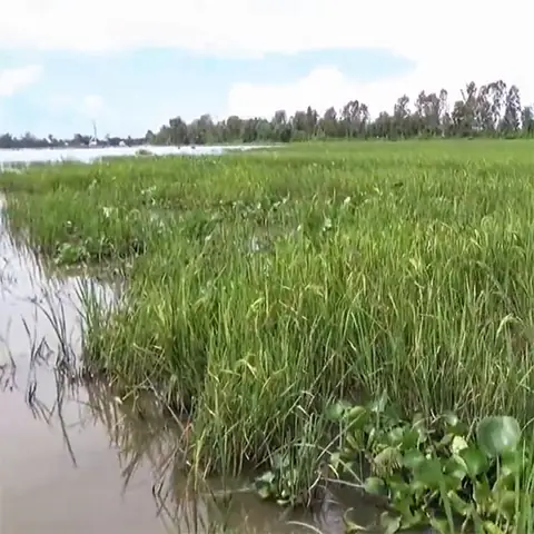 Xin Chào Các Bạn, Hôm Nay Mình Sẽ Chia Sẻ Với Anh Em Cách Làm Mồi Bẫy Cá Rô Đồng Cho Các Anh Em Có Cùng Đam Mê Bắt Cá Rô Bằng Xà Di, Lờ Hoặc Lợp Cá Nha.