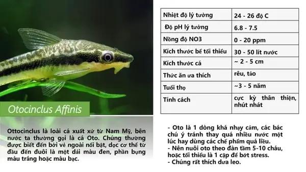 Nuôi Các Loài Cá Dọn Bể