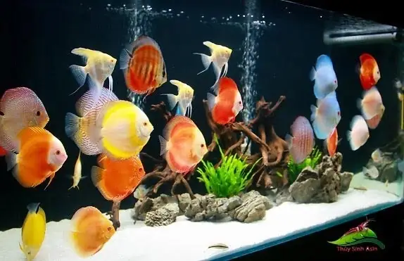 Nguyên Nhân Nước Bể Cá Bị Đục