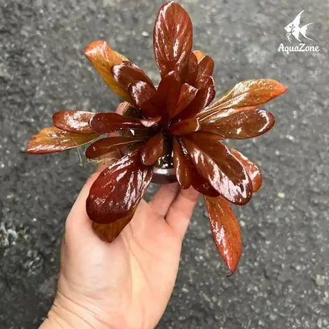 Bước 5: Tiên Hành Trồng Cây Thuỷ Sinh Và Thêm Nước Vào Bể