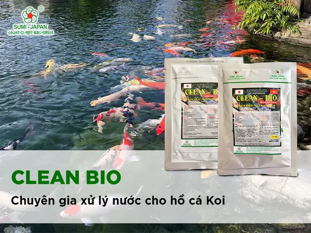 Clean Bio – Chuyên Gia Xử Lý Nước Cho Hồ Cá Koi