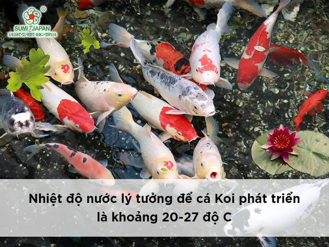 Đảm Bảo Nhiệt Độ Nước Và Khám Sức Khỏe Định Kỳ Cho Cá
