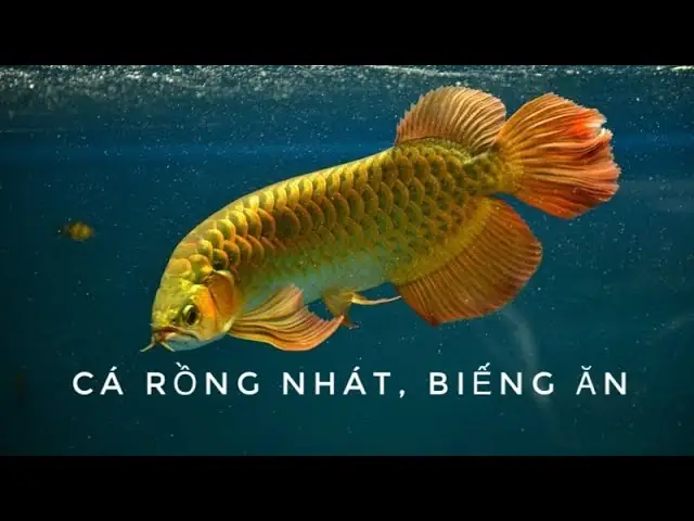 Hướng Dẫn Chi Tiết Cách Làm Cá Rồng Hết Nhát Hiệu Quả Và An Toàn