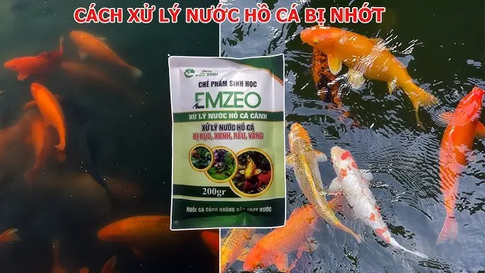 Cách Làm Cám Cá Cảnh: Hướng Dẫn Toàn Tập Từ Nguyên Liệu Đến Bảo Quản