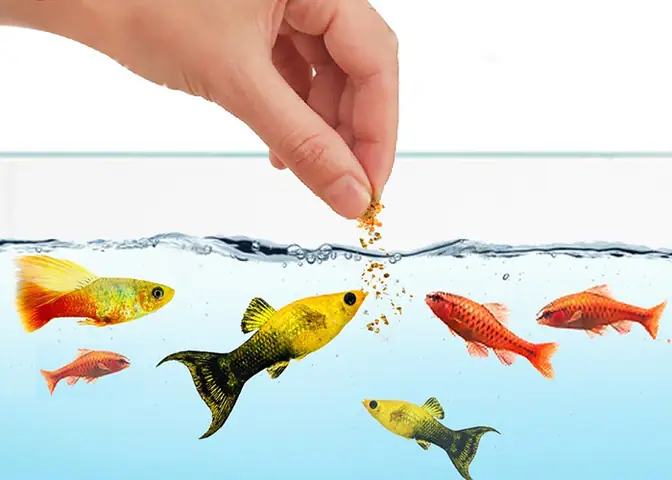 Cách Làm Cám Cá Cảnh: Hướng Dẫn Toàn Tập Từ Nguyên Liệu Đến Bảo Quản
