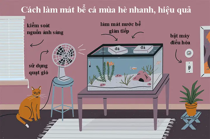 Cách Làm Giảm Nhiệt Độ Hồ Cá: Hướng Dẫn Chi Tiết Từ Chuyên Gia