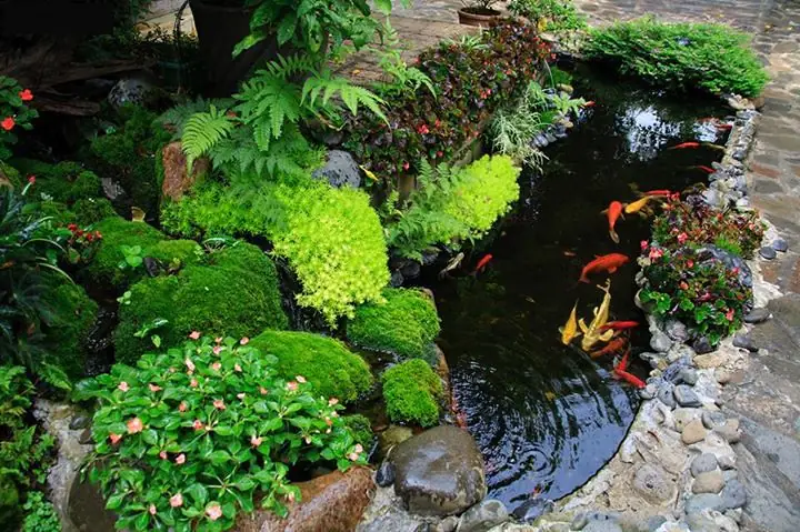 Hướng Dẫn Cách Tự Tay Làm Hồ Cá Chép Koi Nhật Mini Bằng Hình Ảnh