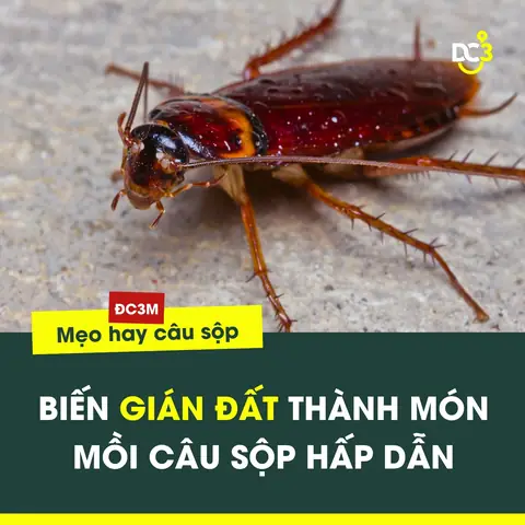 Sử Dụng Gián Đất Làm Mồi Câu Cá Sộp Siêu Nhạy