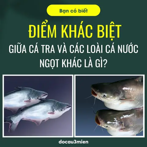 Khám Phá Đặc Tính Của Cá Tra
