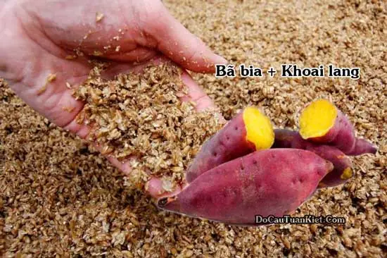 B. Mồi Câu Bằng Bã Bia Và Khoai Lang