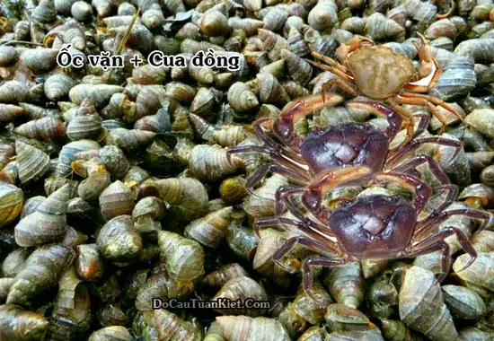Làm Mồi Câu Cá Trắm Đen Bằng Cua Và Ốc