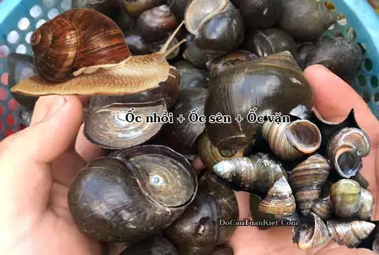 E. Làm Mồi Câu Cá Trắm Đen Lưỡi Lục