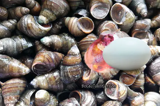 A. Mồi Câu Bằng Ốc Và Trứng Vịt Lộn