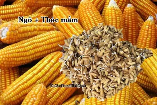 G. Làm Mồi Từ Ngô Và Thóc Mầm