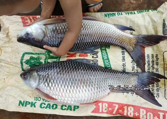 Đặc Tính Ăn Mồi Của Cá Trôi
