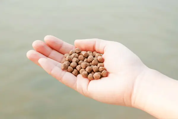 Các Bước Thực Hiện