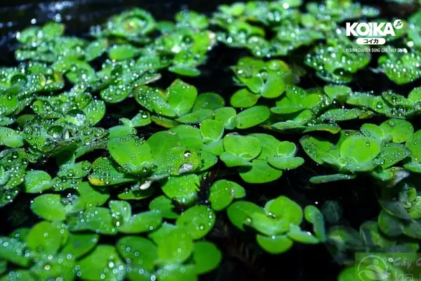 Tìm Hiểu Cách Tự Làm Thức Ăn Cho Cá Bảy Màu Tìm Hiểu Cách Tự Làm Thức Ăn Cho Cá Bảy Màu