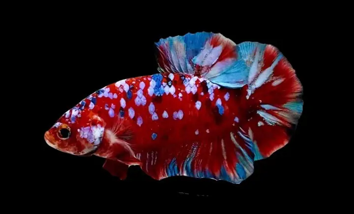 Cá Betta Koi Galaxy