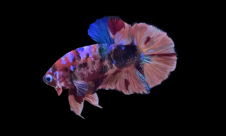 Cá Betta Koi Nemo