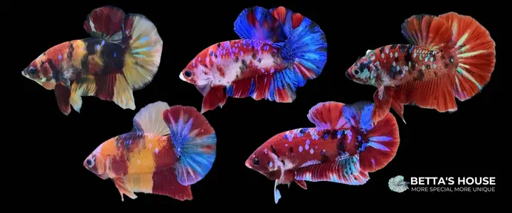 Cách Nhận Biết Cá Betta Koi | Linh Vật Của Betta's House