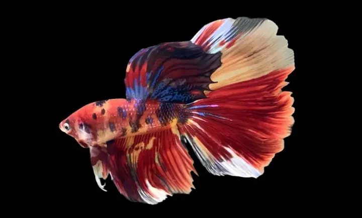 Cá Betta Koi Đuôi Dài