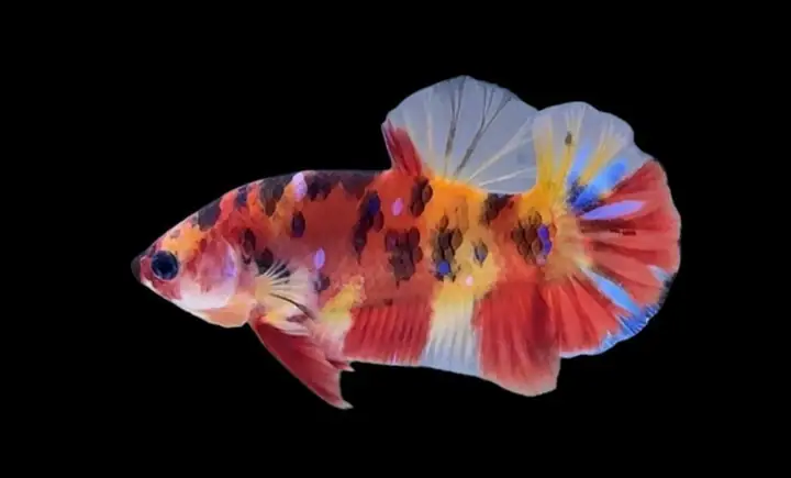 Cá Betta Koi Tiger
